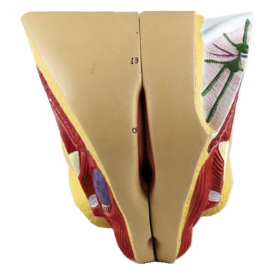 China PVC Material Life Size Female Genital Organs Model Anatomical Model Of Female Genital Organs en venta