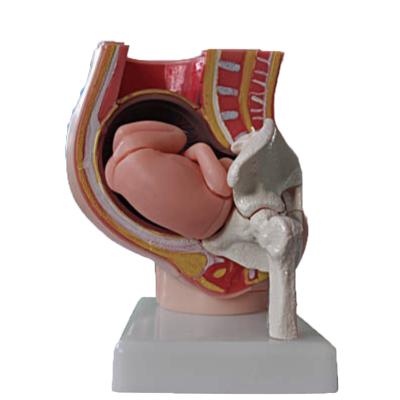 中国 School and hospital human pregnant uterus 3D model 販売のため