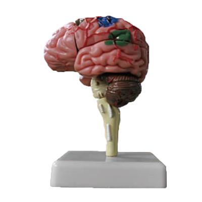 中国 Human Anatomical Teaching Brain 3D Brain Anatomy Model For School and Hospital Medical 販売のため