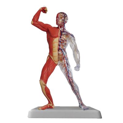 China Mini Size Human Muscle Model School and Hospital Anatomical Student Muscle Toy Model 46Parts for sale