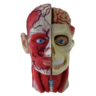 China Mini Size Head Musculature Anatomy Human Structure Model School and Hospital Students Toy Head Model à venda