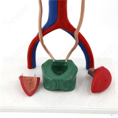 China Urinary Tract School And Hospital Human Urinary Tract Model Female And Male Model for sale