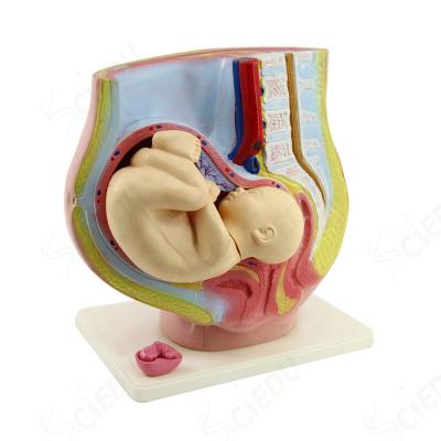 China School And Hospital Developments Models Human Pregnant Uterus For Anatomy Model for sale