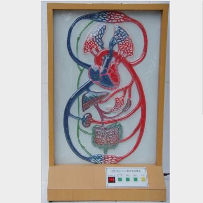 China Faculty of Medicine teaching the large and limited edition electrical medical model for sale