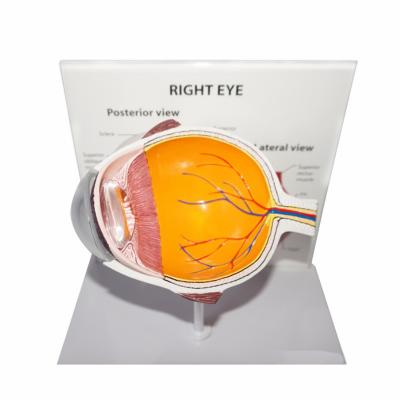 China Medical Models Eyeball Human Structure Modeling for sale