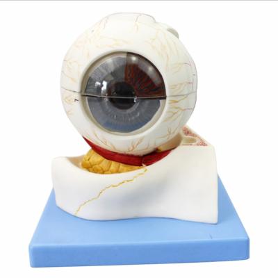 China Medical School Teaching Eye Enlargement Model for sale