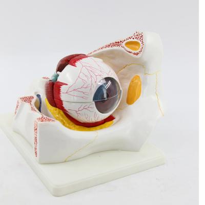 China Medical School Teaching Eyeball With Orbit Model for sale