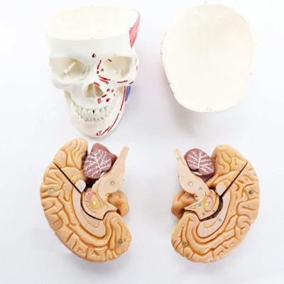 China Faculty of Medicine teaching the accessory cerebral artery the cerebral skeletal model for sale