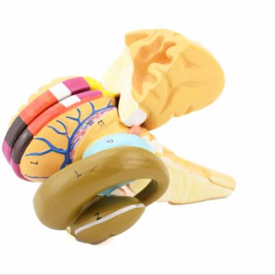 China Medical School Teaching Human Brain Model for sale