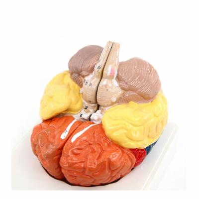 China Teaching Anatomy in Medical University Brain Anatomy and Neural Models for sale