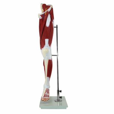 China Medical School Teaching Human Lower Extremity Muscles The Neurovascular Leg Model for sale