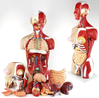 China Medical Faculty Bilological Double-sex Anatomical Human Torso Model 27 parts for sale