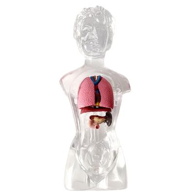 China Teaching 18 Models The Anatomy Of Transparent Trunk Model Of Human Organs 13 Part Torso Models for sale