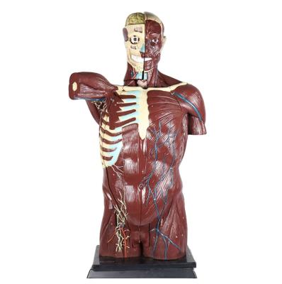 China Human Medical Teaching Model 108 Cm Human Anatomy Visceral Structure Human Body Model for sale