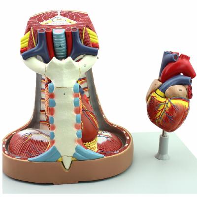 中国 Thymic heart model of medical models 販売のため