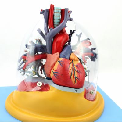 中国 Heart Models Respiratory Apparatus Medical Heart Lung Model 販売のため