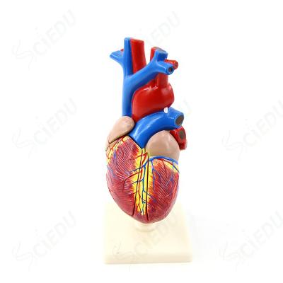 中国 School And Hospital Plastic Life Size Anatomical Human Heart Model For Teaching Heart Model 販売のため