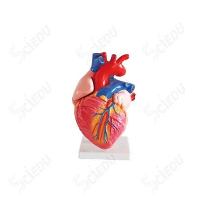 中国 Great School and Hospital Anatomy Education Human Heart Medical Model 販売のため