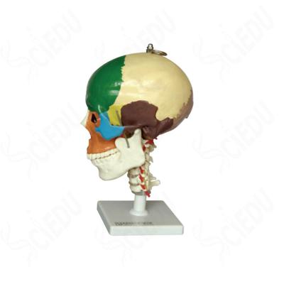 China School and Hospital PVC Anatomical Human Skull Model for sale