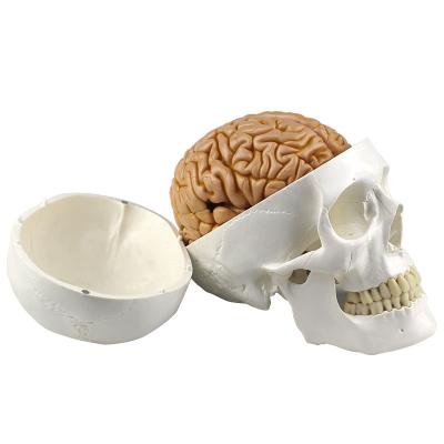 China Adult Teaching Model Skull To Human Brain Demonstration Brain Anatomy Skull Teaching Aids for sale