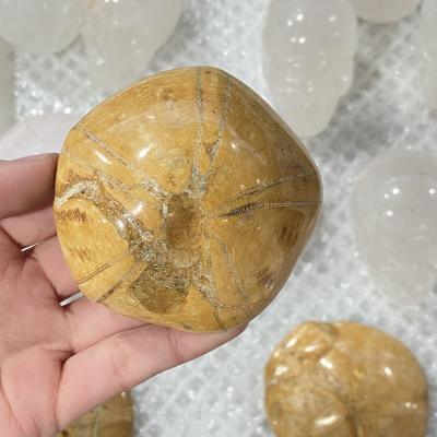 China Wholesale China Good Quality Small Rock Natural Starfish Fossil Polished Stone For Sale for sale