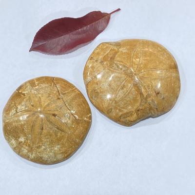 China Natural China New Arrival Fossil Crystal Crafts Gift Polished Starfish Fossils For Home Decoration for sale