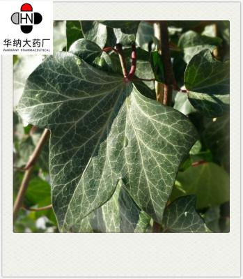 China Ivy Leaf Extract(Hedera helix) 10% Hederacoside C （HPLC）30:1 Brown  Powder  GMP nature Korea Registration license à venda