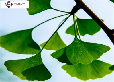 Chine 5,0% avantages anti-vieillissement de peau d'extrait de Ginkgo Biloba d'humidité à vendre