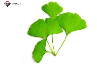 China 24% Flavonoids het In water oplosbare Uittreksel van Ginkgo Biloba Te koop