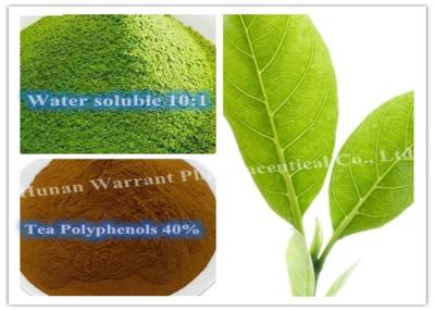 China 95% Polyphenols Antihyperlipidemic Green Tea Leaf Extract for sale