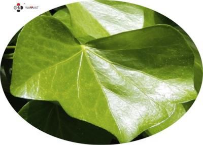 China 20% - 30% Hederagenin Ivy Leaf Extract Brown Powder à venda