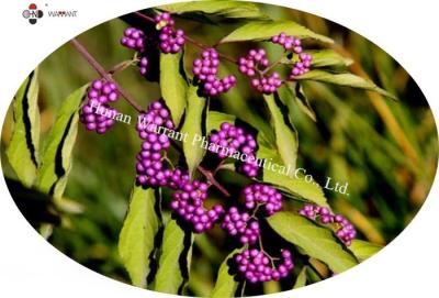 China Zufuhrgrad, antibakterieller Rohstoff, Kräuterauszug Callicarpa Nudiflora, 20-30%flavonoids zu verkaufen