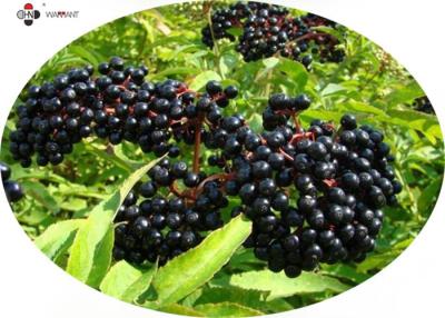 Κίνα 1% Elderberry Sambucus ανθοκυανιδίνης αντιοξειδωτικό εκχύλισμα προς πώληση