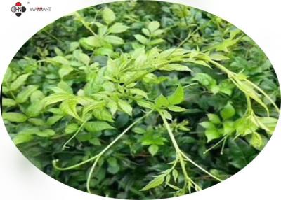 China Ethanol Soluble 90% Dihydromyricetin Vine Leaf Extract for sale