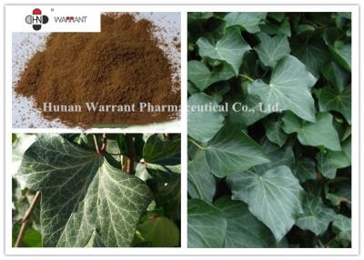 China Natureza amarela do pó PBF de Ivy Leaf Extract 10% Hederacoside C Brown à venda