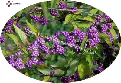 Cina Estratto dei flavoni CALLICARPA JAPONICA di trattamento 30% delle malattie della pelle in vendita