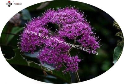 Cina Estratto di macrophylla di Callicarpa   Flavoni totali dell'estratto 20%-30% di kwangtungensis di Callicarpa in vendita