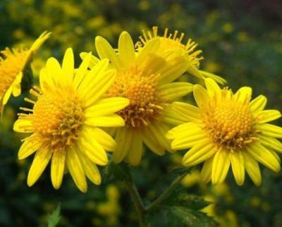 Chine L'extrait de fleur de chrysanthème de chromatographie sur couche mince de 4:1 saupoudrent soluble dans l'eau à vendre