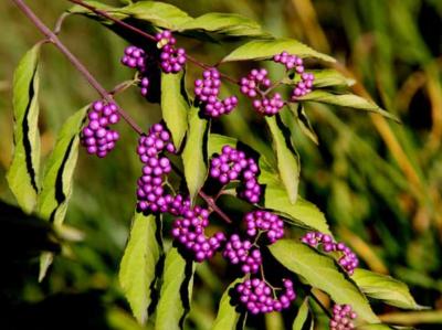 China Van het het Fruituittreksel van Callicarpa Japonica van het huidveredelingsmiddel Poeder 20%-30% Totale Flavones Te koop