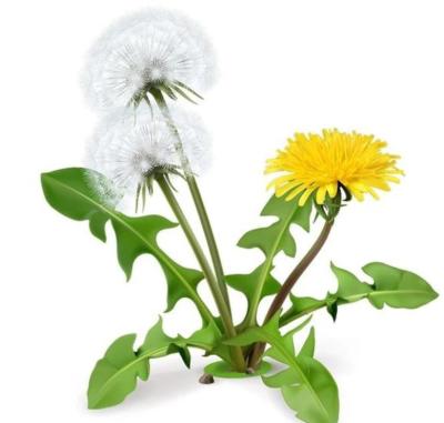 China FDA Herb Extract Powder Brown Yellow Dandelion Root Extract for sale