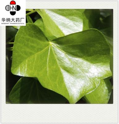 Cina TLC Ivy Leaf Extract Cosmetic Grade di 10:1 con la promozione della circolazione sanguigna in vendita