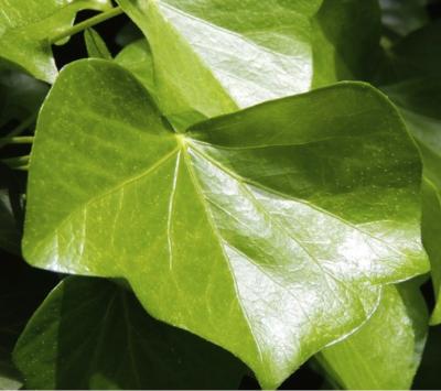 Cina Certificato farmaceutico di Ivy Leaf Extract CAS 14216-03-6 GMP del grado in vendita