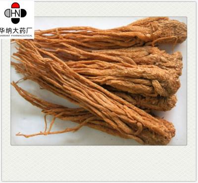 China 50% UVangelica root extract powder food-Rang Oplosbare Extractie Te koop