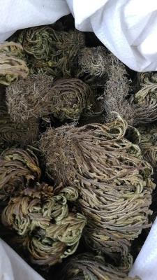 Cina 36% Amentoflavone spolverizzano l'antiossidante puro dell'estratto di Tamariscina del Selaginella in vendita