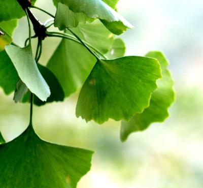 China GMP Bruine Ginkgo Biloba Uittreksel24% Flavonoids voor Cardiovasculaire Traktatie Te koop