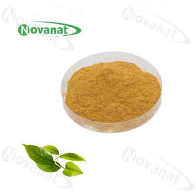 China Extracto el 20% del polvo de Camellia Sinensis Instant Green Tea -50% polifenoles/bebidas de la comida en venta