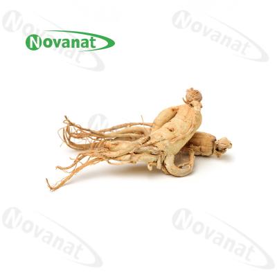 China Trockene Ginseng-Wurzel-organische getrocknete Kräuter, die Immunität/sauberen Aufkleber verbessern zu verkaufen