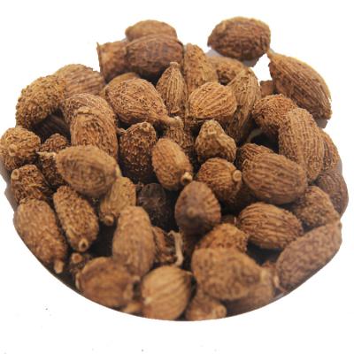 China Best Quality Natural Herbal Paradise Amomum Villosum Amomum Fruit Plant Grain for sale