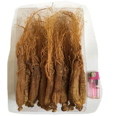 China Good quality whole red ginseng rubra base Ginsengwurzel rot base dry purpur with competitive price for sale