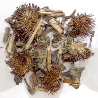 China Dry herb dried china echinacea flower Echinacea pallida herbs for sale